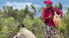 የመድኃኒት ተክሎች የሚሰበስቡ ሰዎች 