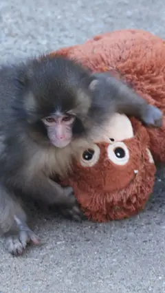 القرد الياباني "بانش" يكوّن صداقات بعد أن تعاطف معه العالم 