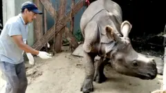 गैँडाको रेखदेख गर्दै कर्मचारी।