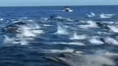 Delfini