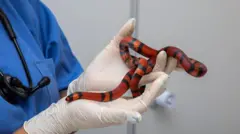 Seorang dokter sedang memegang ular