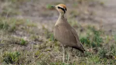 ਕਾਲੀਵੀਕੋਡੀ