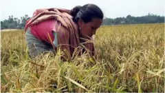 কৃষি শ্রমিক