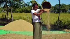 စစ်ပွဲတွေနဲ့ ရာသီဥတုကြောင့် ရိတ်သိမ်းချိန် အထွက်နှုန်းလျော့နည်းလာ 