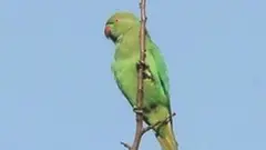 પોપટ