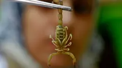 తేలు scorpion