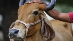 ઢોરનો વધતો ત્રાસ
