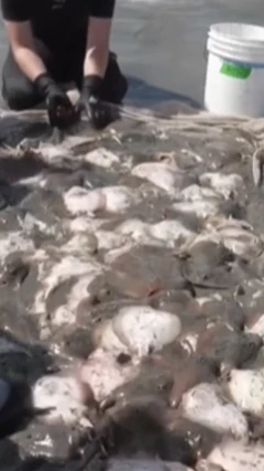 અમેરિકા