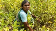 महिला शेतकरी, प्रातिनिधिक फोटो