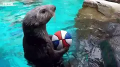 Otter Juno with a tiny basketball