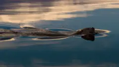 پیوند یک زن و شوهر با سمور آبی یتیم در شتلند