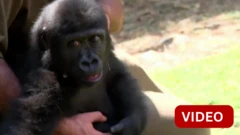 கடத்தல் கும்பலிடமிருந்து மீட்கப்பட்டு மறுவாழ்வு பெற்ற குட்டி கொரில்லா