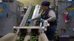 Mulher trabalhando em uma máquina de abacates