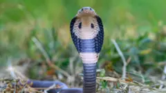 இறந்த பிறகும் கடிக்கும் பாம்புகள், இந்தியா, அசாம், 3 பேர் என்ன ஆயினர்? 