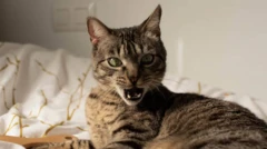 แมวทำหน้าตกใจ 