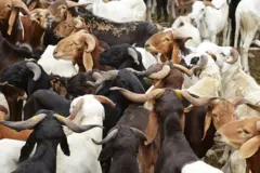 Des moutons sont en vente au marché aux bestiaux de Port-Bouet à Abidjan le 3 octobre 2014, à la veille de l'Aïd al-Adha, la fête musulmane du sacrifice.