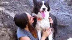 種をまく犬……バックパックをつけて焼けた森の再生手伝う