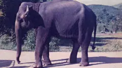 मनिके माझी आवडती होती 