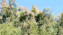 ዕስለ ኣንበጣ ኣብ ኣግራብ ራያ ዓዘቦ ጣብያ ሓድሽ ቀኚ