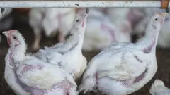 Foto de frangos tomando água no bebedouro.