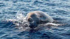 바다에서 헤엄치고 있는 부리고래