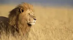 أسد في جنوب أفريقيا