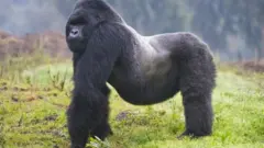 Ingagi zo mu misozi zisigaye gusa mu birunga bihuriweho n'u Rwanda, DR Congo na Uganda