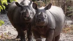 एकसिङ्गे गैँडा