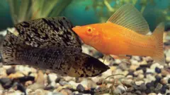 Dos peces pequeños, uno negro y otro anaranjado, nadan sobre guijarros con vegetación de fondo.