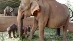 පින්නවල අලි අනාථාගාරයේ පළමු නිවුන් අලි උපත