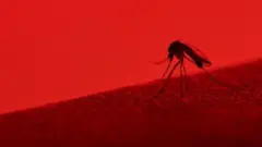 ડેન્ગ્યુ