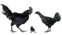 কালো মুরগি