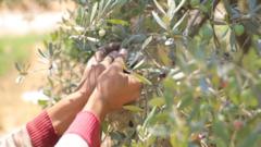 قاطف الزيتون