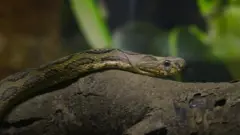 SNAKE