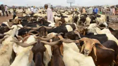 Kasuwar dabbobi a Nijar