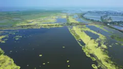 కొల్లేరు