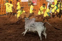 பாலமேடு ஜல்லிக்கட்டு