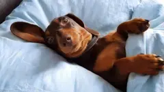 Sausage dog