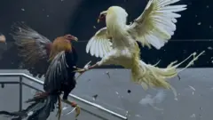 కోడిపందేలు
