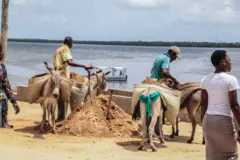 Trabalhadores carregam burros com sacos de areia na orla marítima da Cidade Velha de Lamu, no Quênia