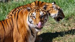 kebun-binatang-di-denmark-minta-warga-sumbangkan-hewan-peliharaan-untuk-mangsa-harimau