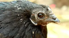 कडकनाथ कोंबडी