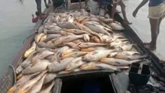 সম্প্রতি কক্সবাজারে ধরা পড়ে অনেকগুলো কালো পোপা