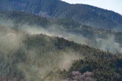 Bosques de cedro japoneses liberando polen.