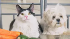 Gato e cachorro em frente a legumes