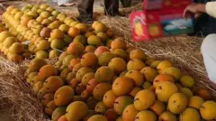 அமெரிக்காவில் பல டன் இந்திய மாம்பழங்கள் மொத்தமாக அழிக்கப்பட்டது ஏன்? என்ன நடந்தது?