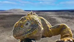 Ubwoko bw'ikivumbura c'umuhondo ku mazinga ya Galapagos.