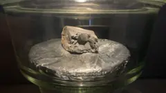 A 100g fragment of the Winchcombe meteorite is on display in London