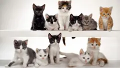 Коти