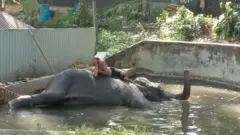 ජල තටාකයක වැතිර සිටින මියන් කුමාර